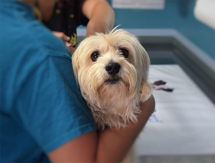 Quincy Emergency Vet Pet Emergency